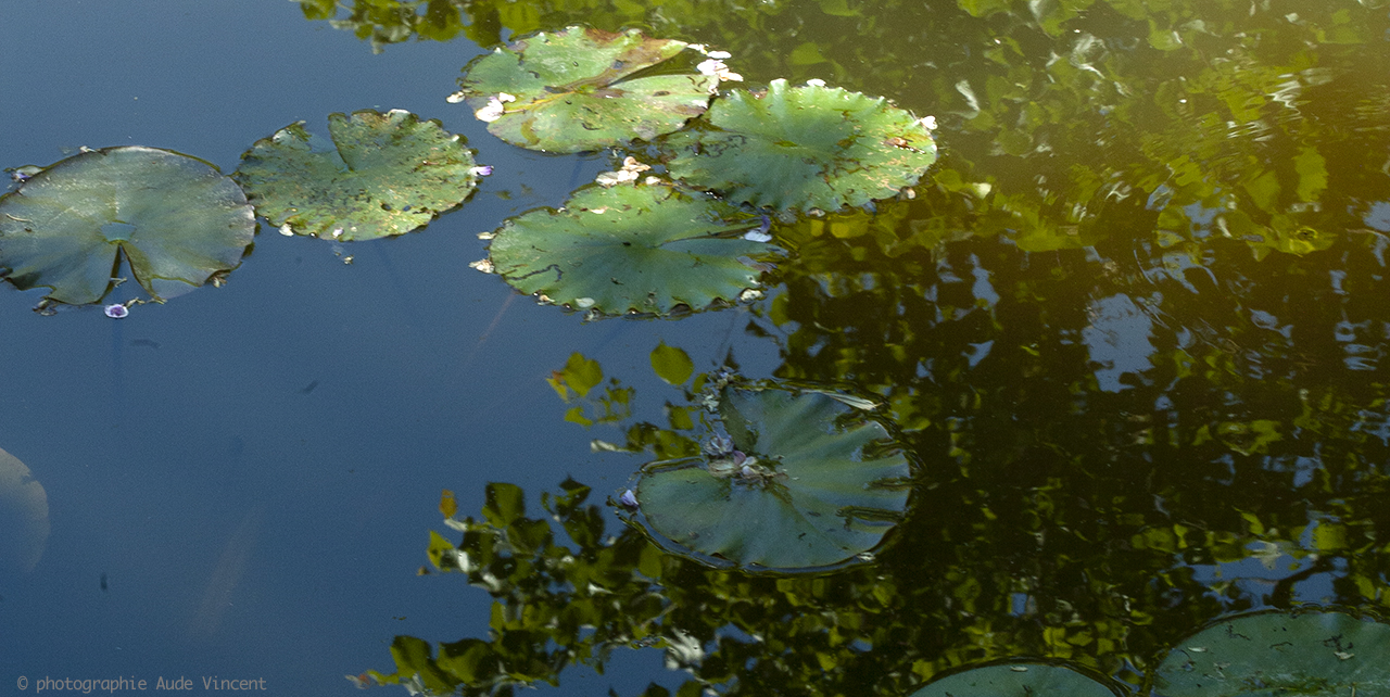 Photo-Aude-Vincent-N_NA_21007-Jardin-Monet-Giverny_134RC