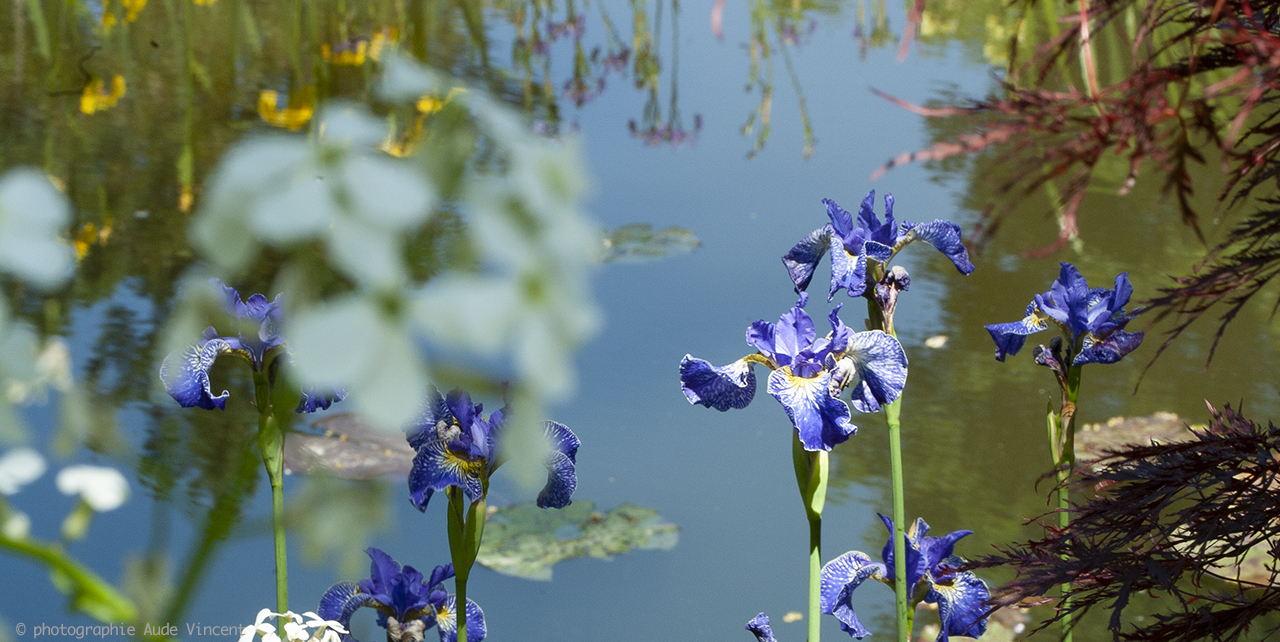 Photo-Aude-Vincent-N_NA_21007-Jardin-Monet-Giverny_220RC