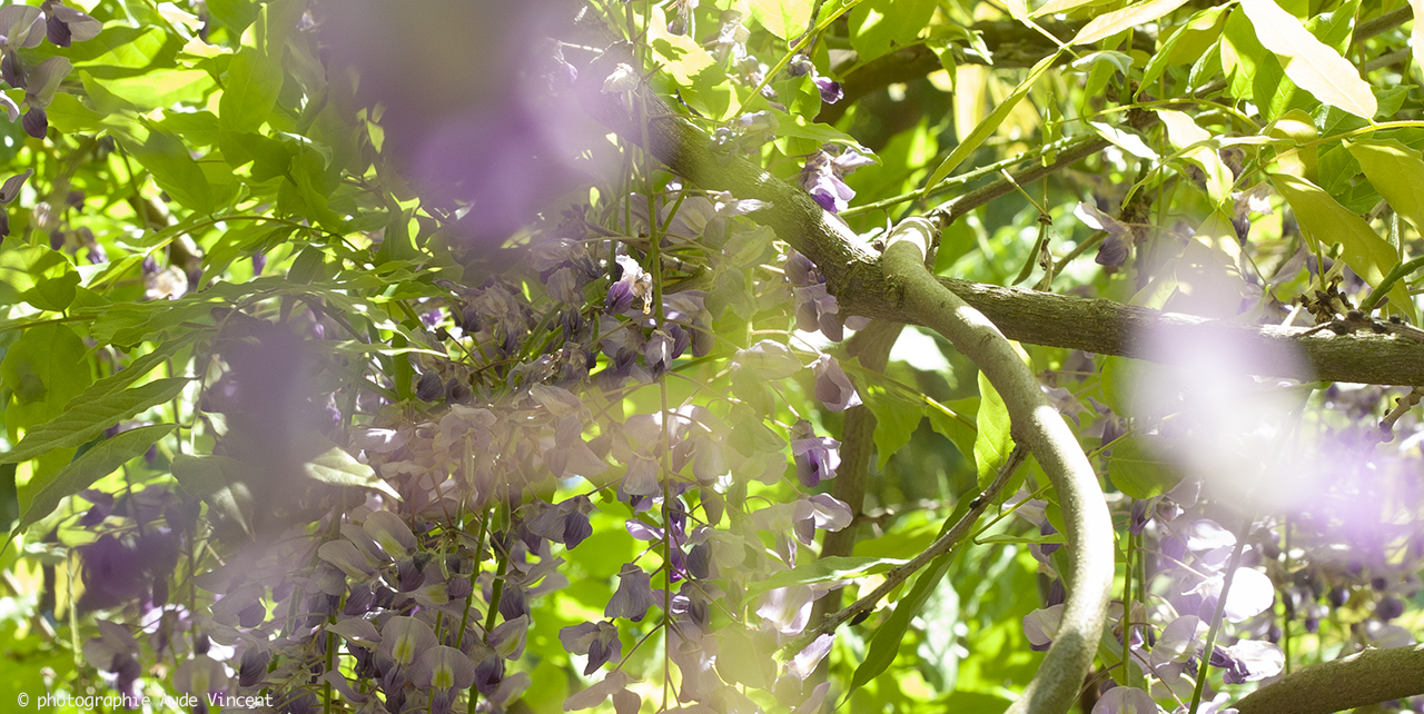 Photo-Aude-Vincent-N_NA_21007-Jardin-Monet-Giverny_347RC