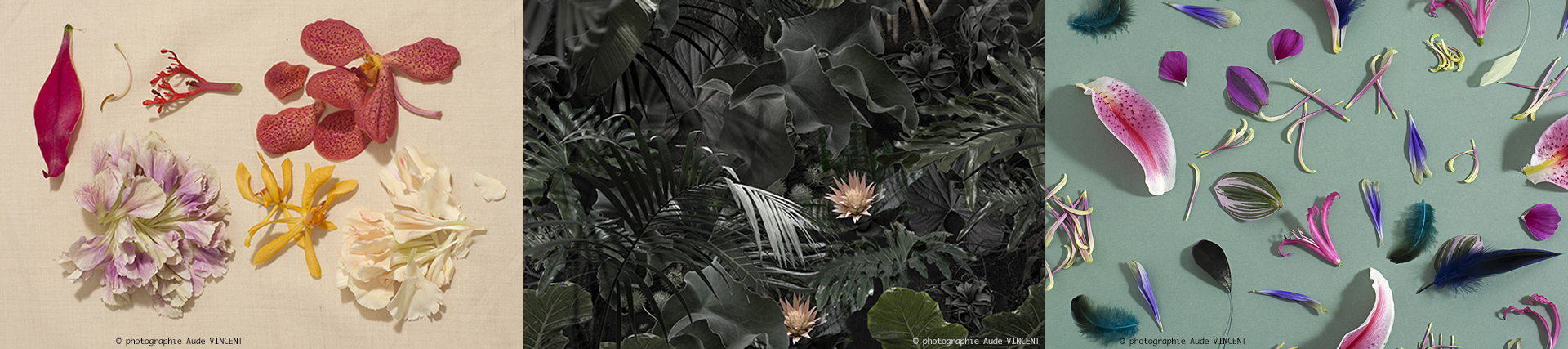 Photographies-de-nature-œuvres-Aude-Vincent
