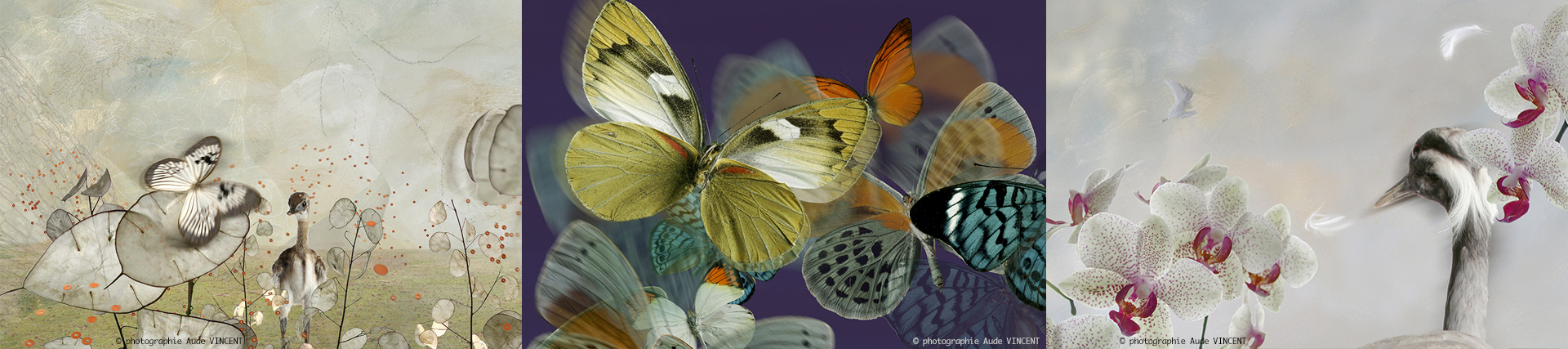Photographies-de-nature-œuvres-Aude-Vincent
