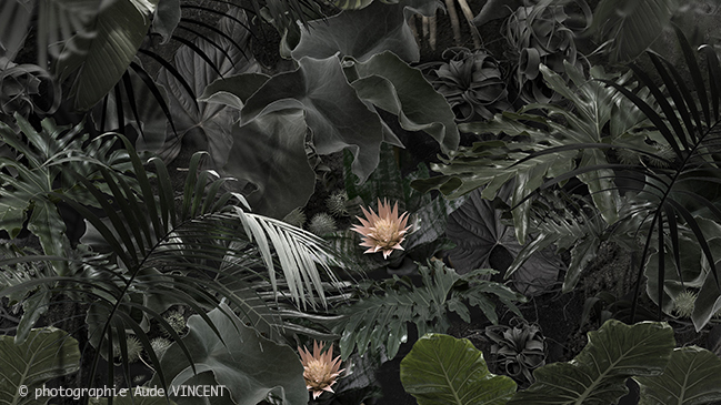 Copyright-Aude-Vincent-Sol-jungle-humus