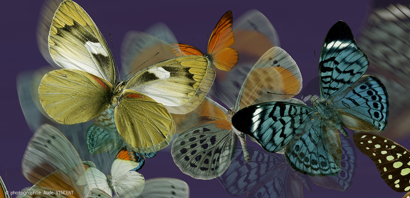 Décors_Textile_01_Papillons-1