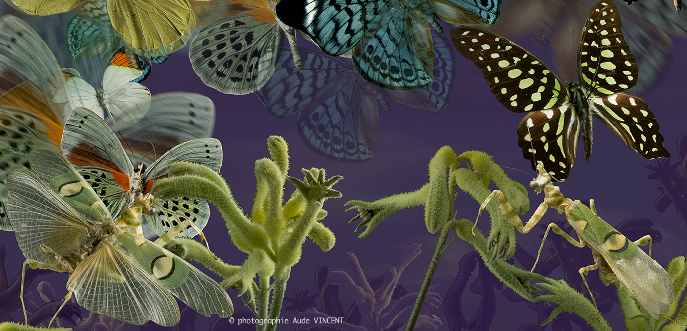 Décors_Textile_01_Papillons-3