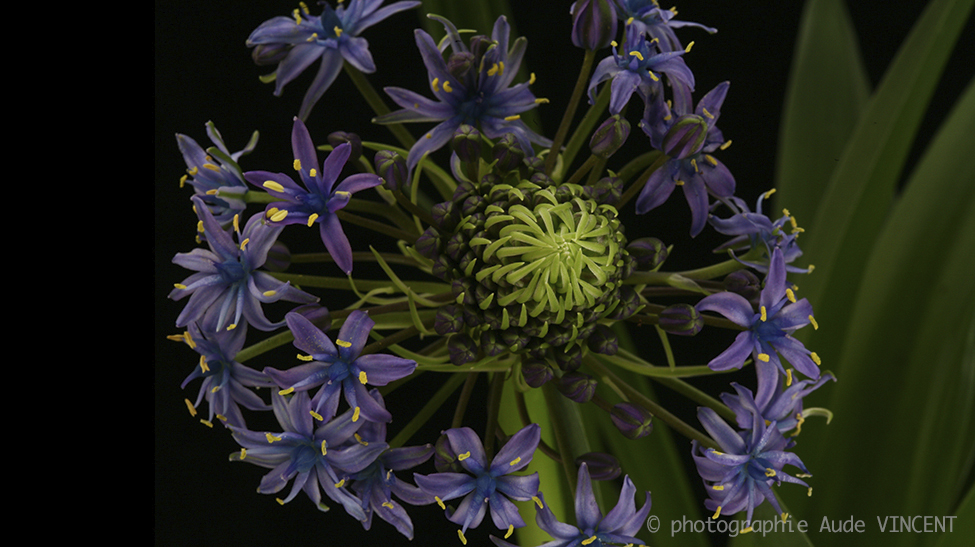 N_NA_20002_Plantes_Fleurs_Marche Rungis_179